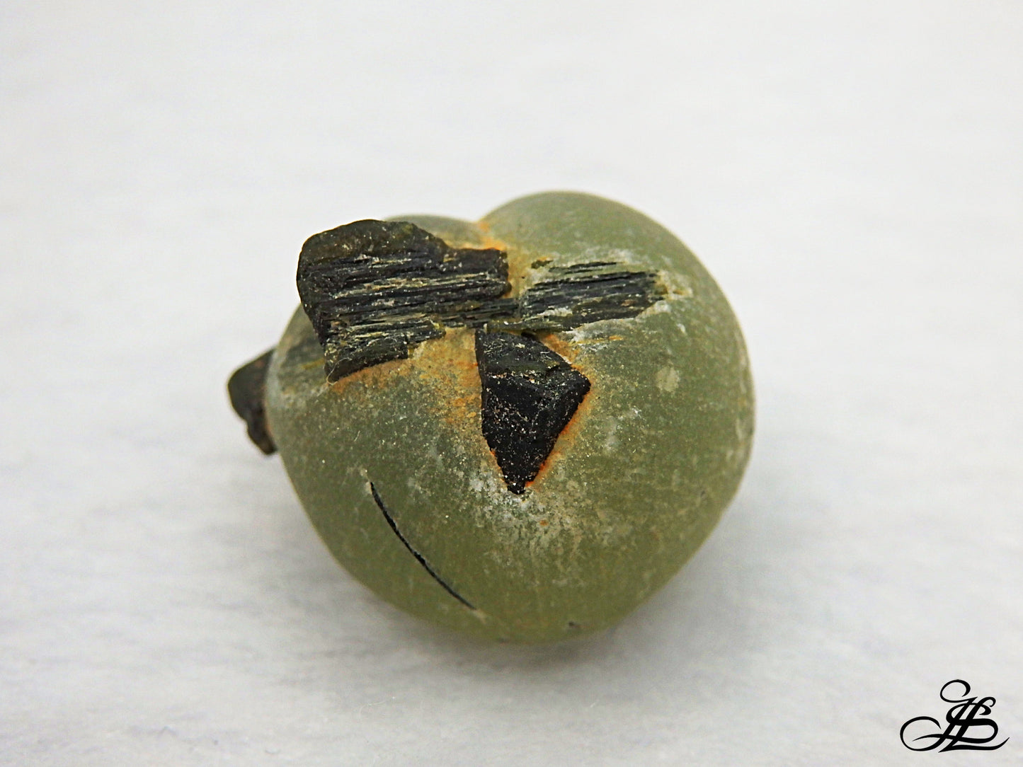 Phrenita